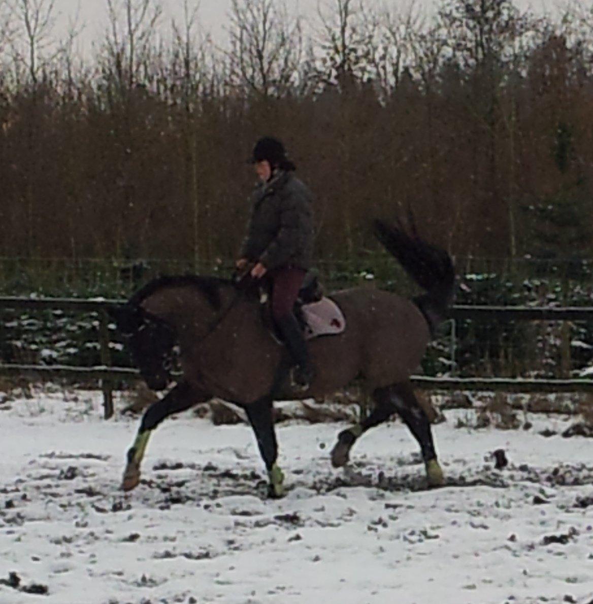 Dansk Varmblod Le Sach billede 1