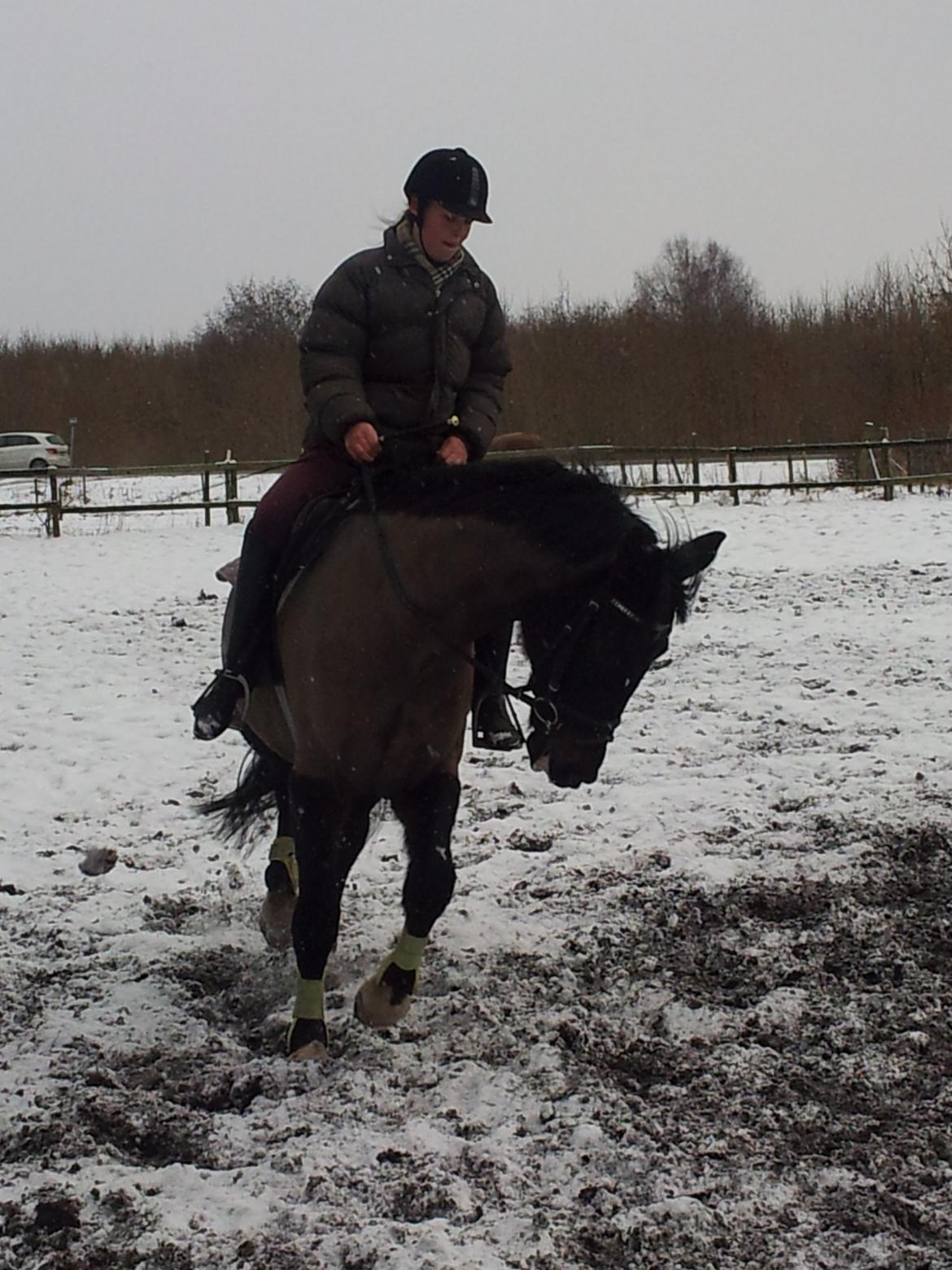 Dansk Varmblod Le Sach billede 2