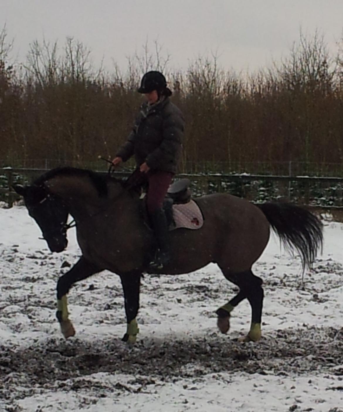 Dansk Varmblod Le Sach billede 3