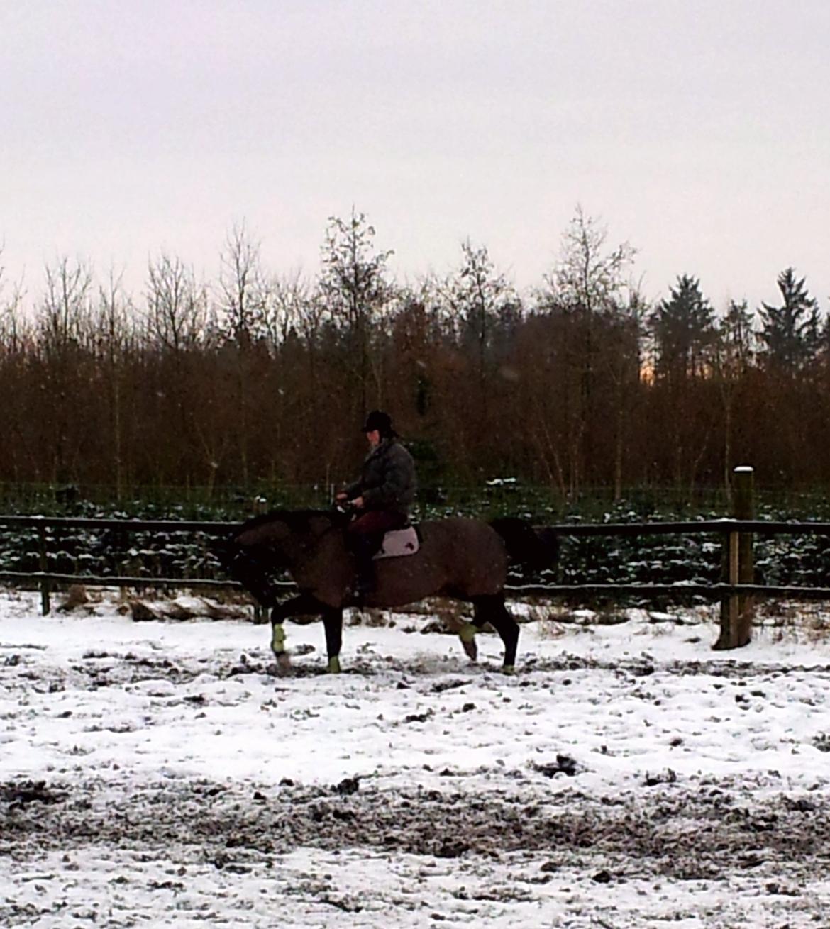 Dansk Varmblod Le Sach billede 4