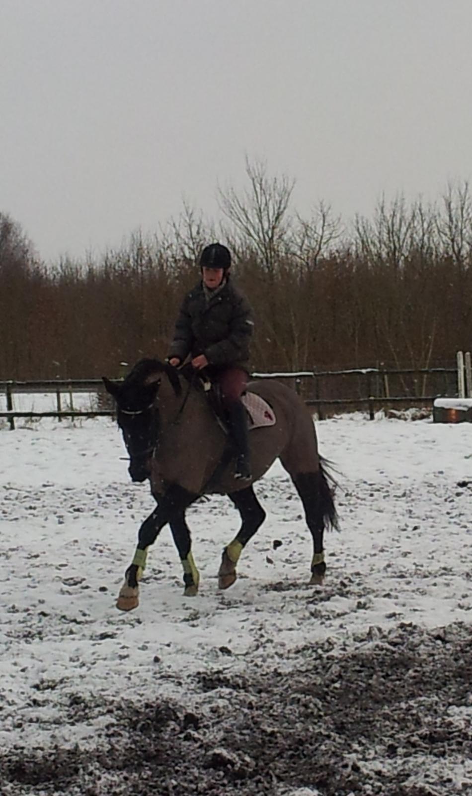 Dansk Varmblod Le Sach billede 5