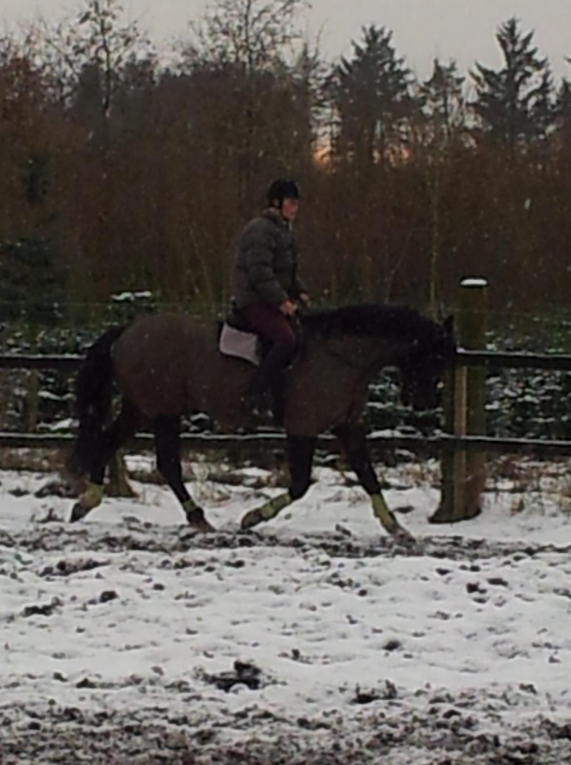 Dansk Varmblod Le Sach billede 6