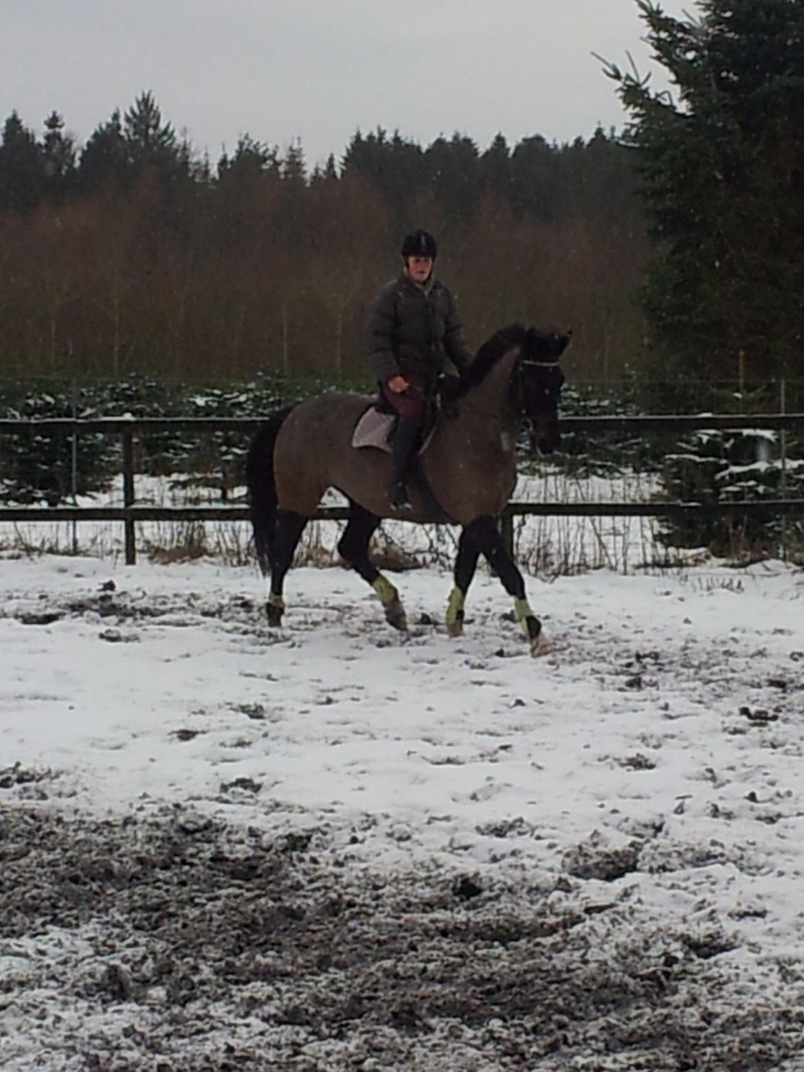 Dansk Varmblod Le Sach billede 7