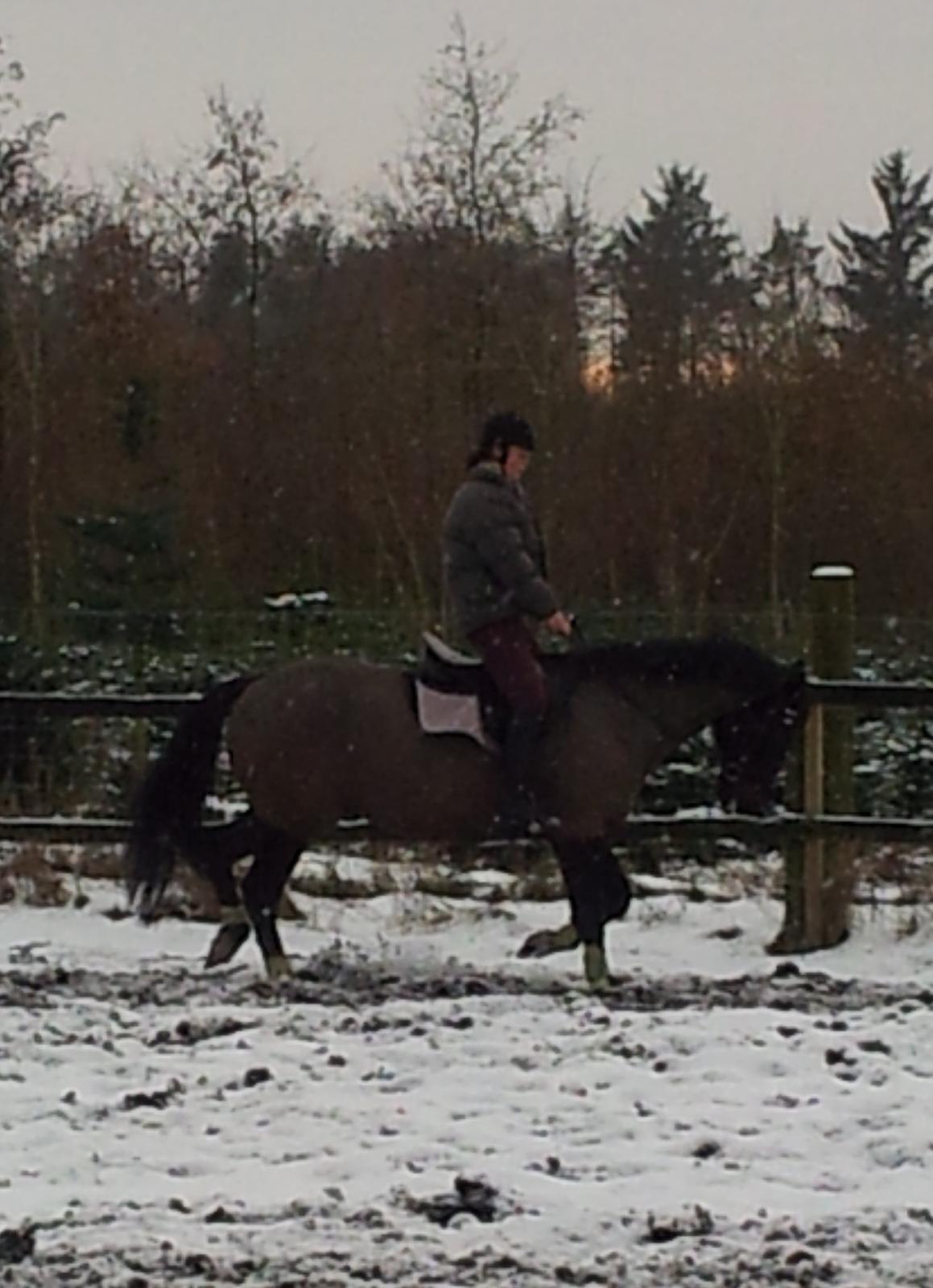 Dansk Varmblod Le Sach billede 8