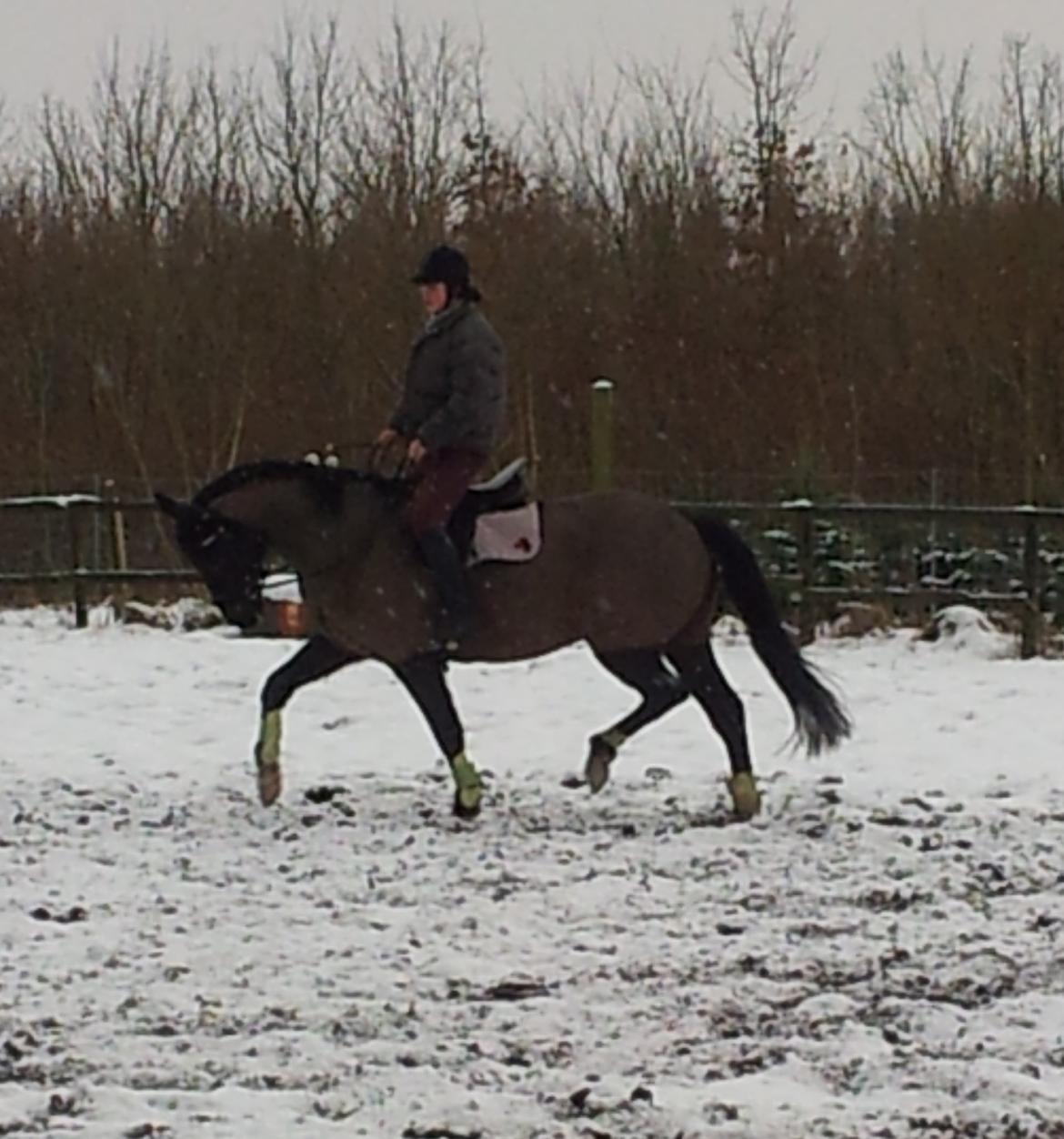 Dansk Varmblod Le Sach billede 9