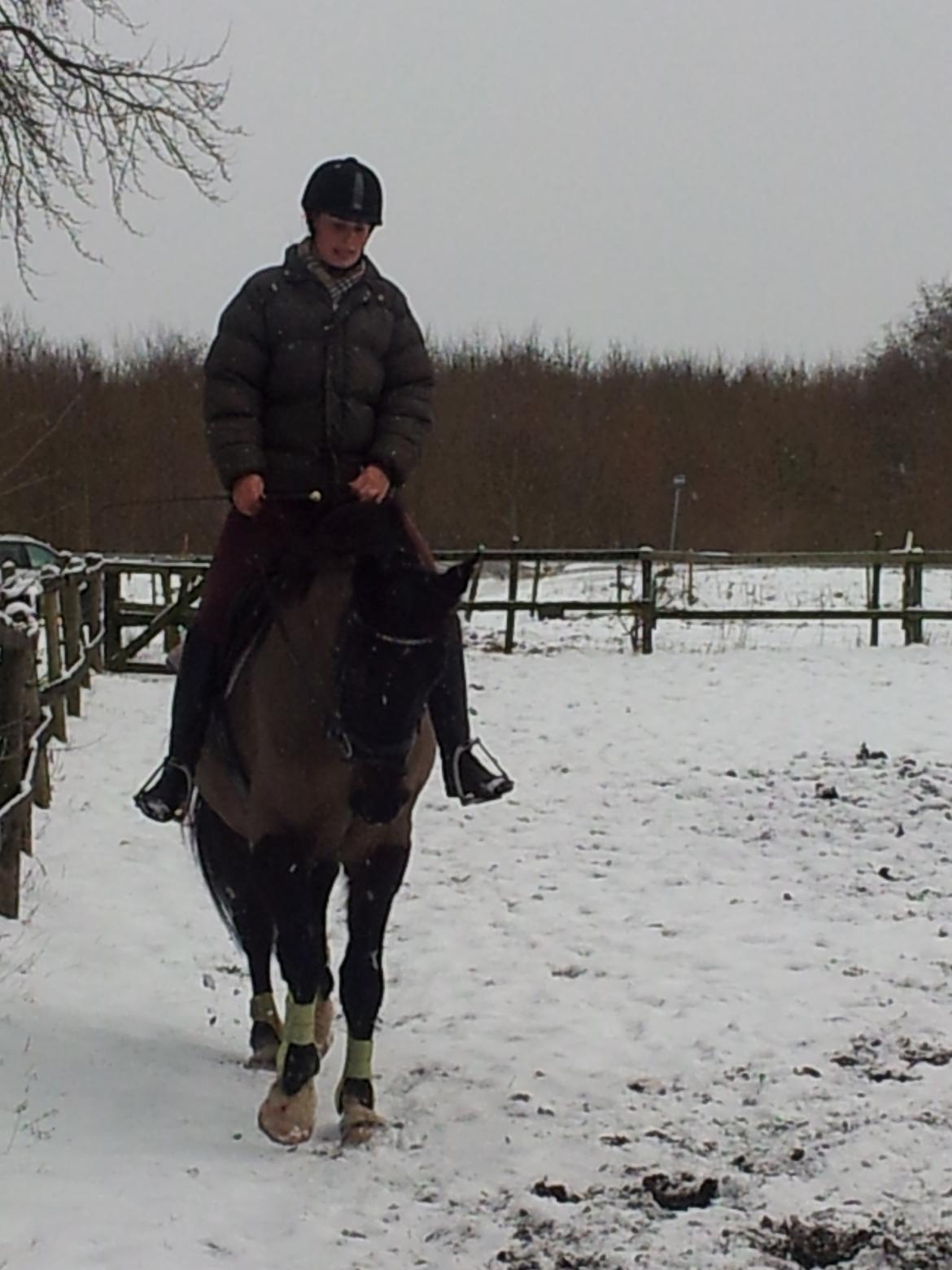 Dansk Varmblod Le Sach billede 10