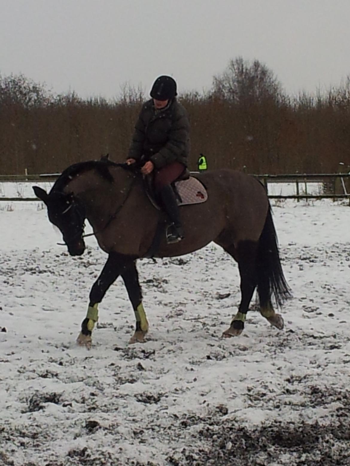 Dansk Varmblod Le Sach billede 11