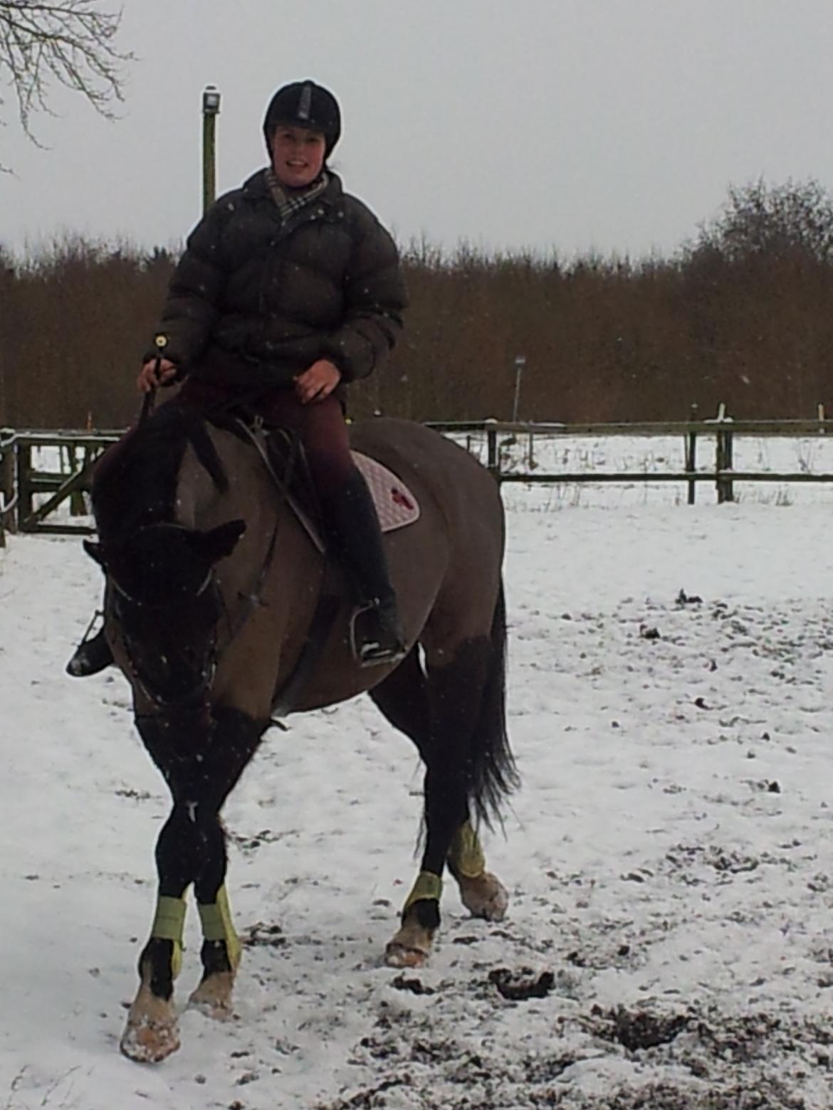 Dansk Varmblod Le Sach billede 12