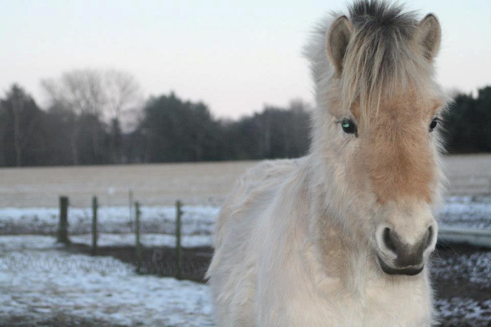 Fjordhest Rolighedens Lupin - Prinsesse!<3 billede 7