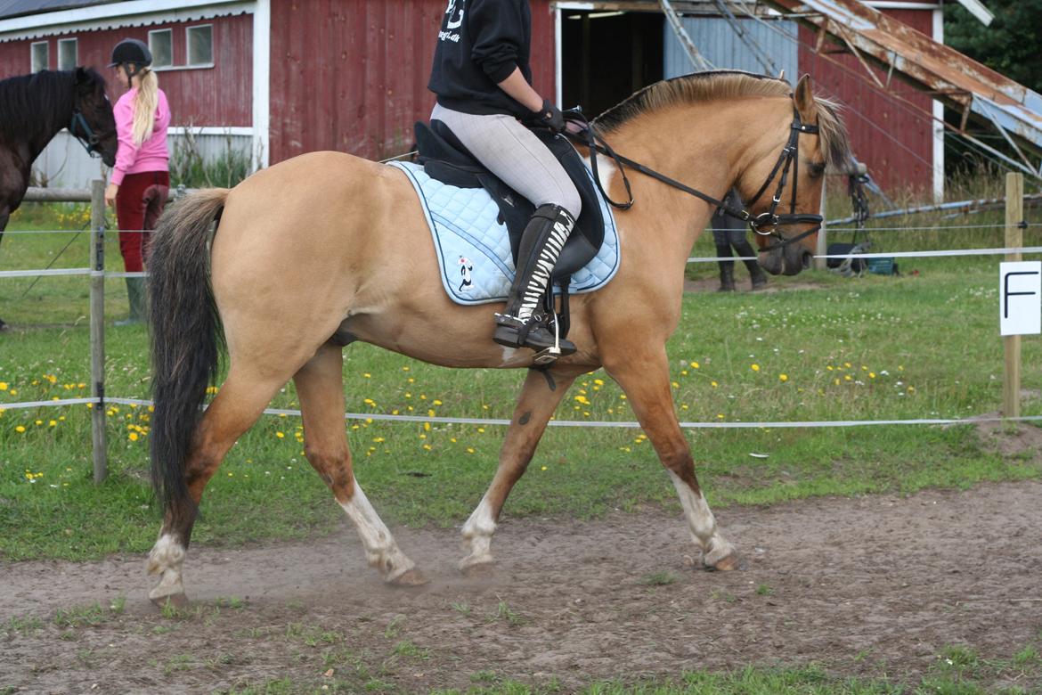 Anden særlig race Nuggi - Dressur undervisning på ridelejeren 2012 billede 3