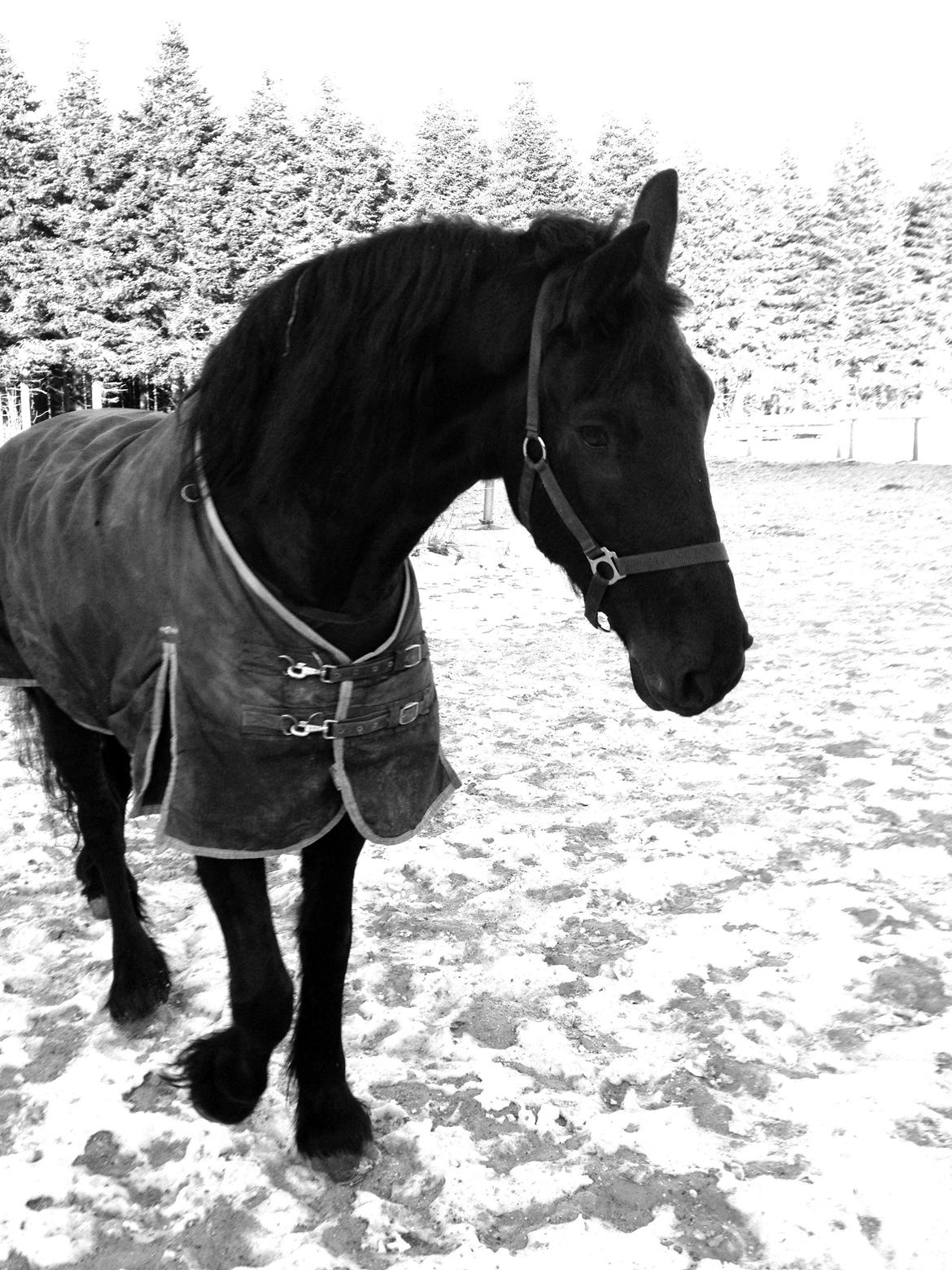 Frieser Theis Ellemose - Bassen i sneen billede 10