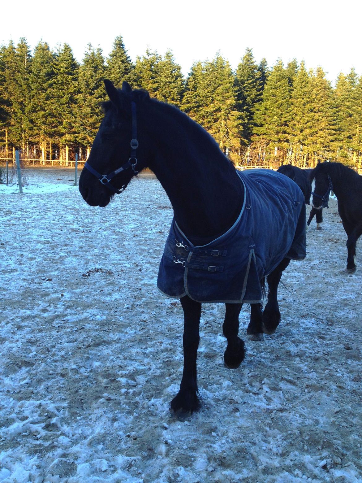 Frieser Theis Ellemose - vil gerne ind nuuu billede 11