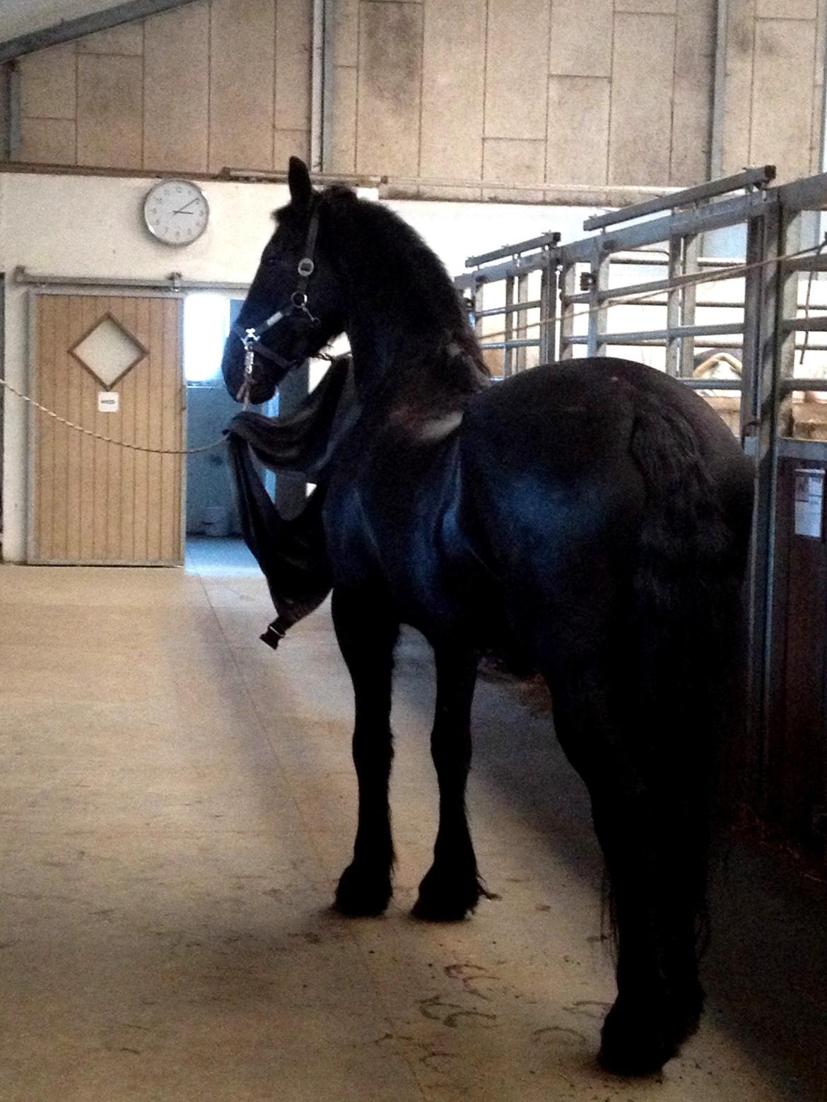 Frieser Theis Ellemose - Lækkermås ;) billede 12