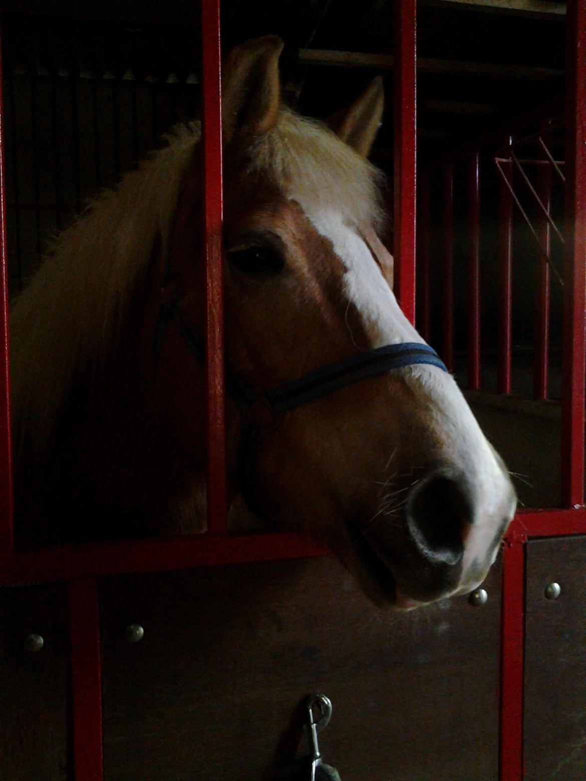 Haflinger Stald Gammel Lys' Ayla - Ayla stikker mulen ud af boks tremmerne  billede 5