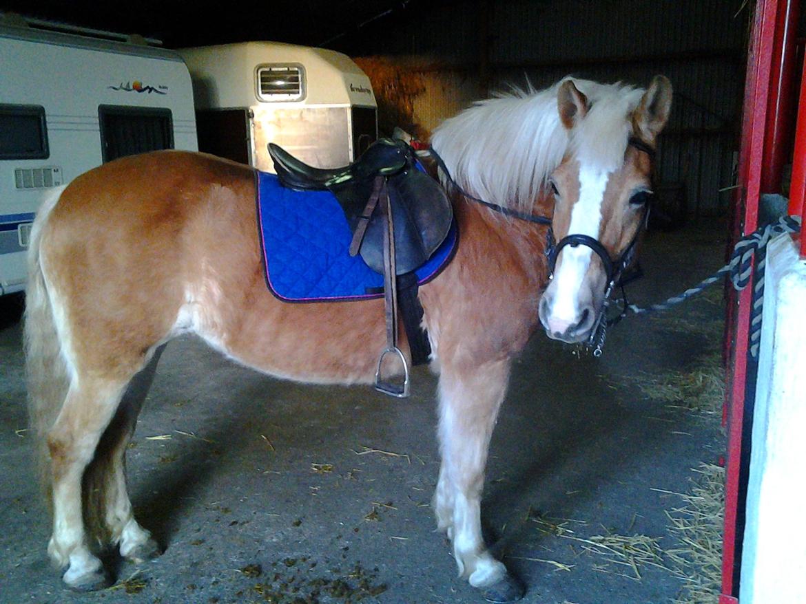 Haflinger Stald Gammel Lys' Ayla - Ayla lige efter vi er kommet hjem fra en rigtig god ridetur  billede 7