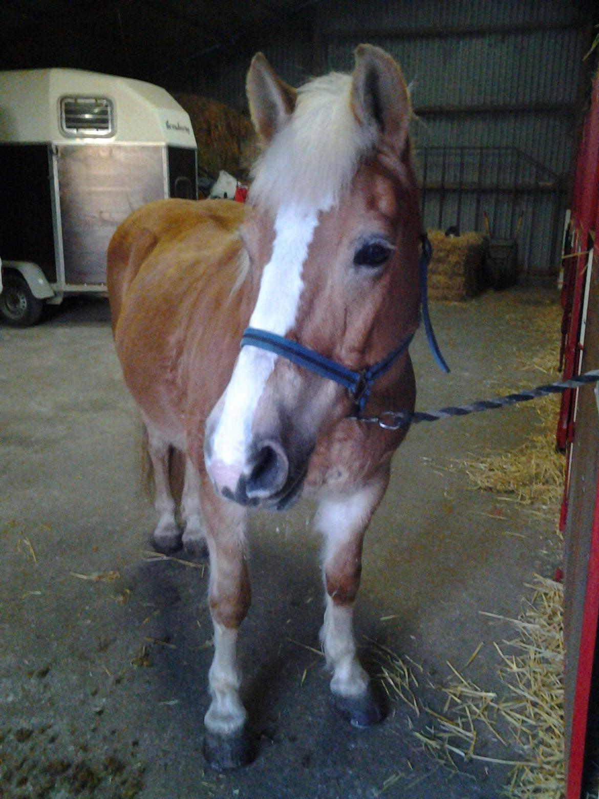 Haflinger Stald Gammel Lys' Ayla billede 9