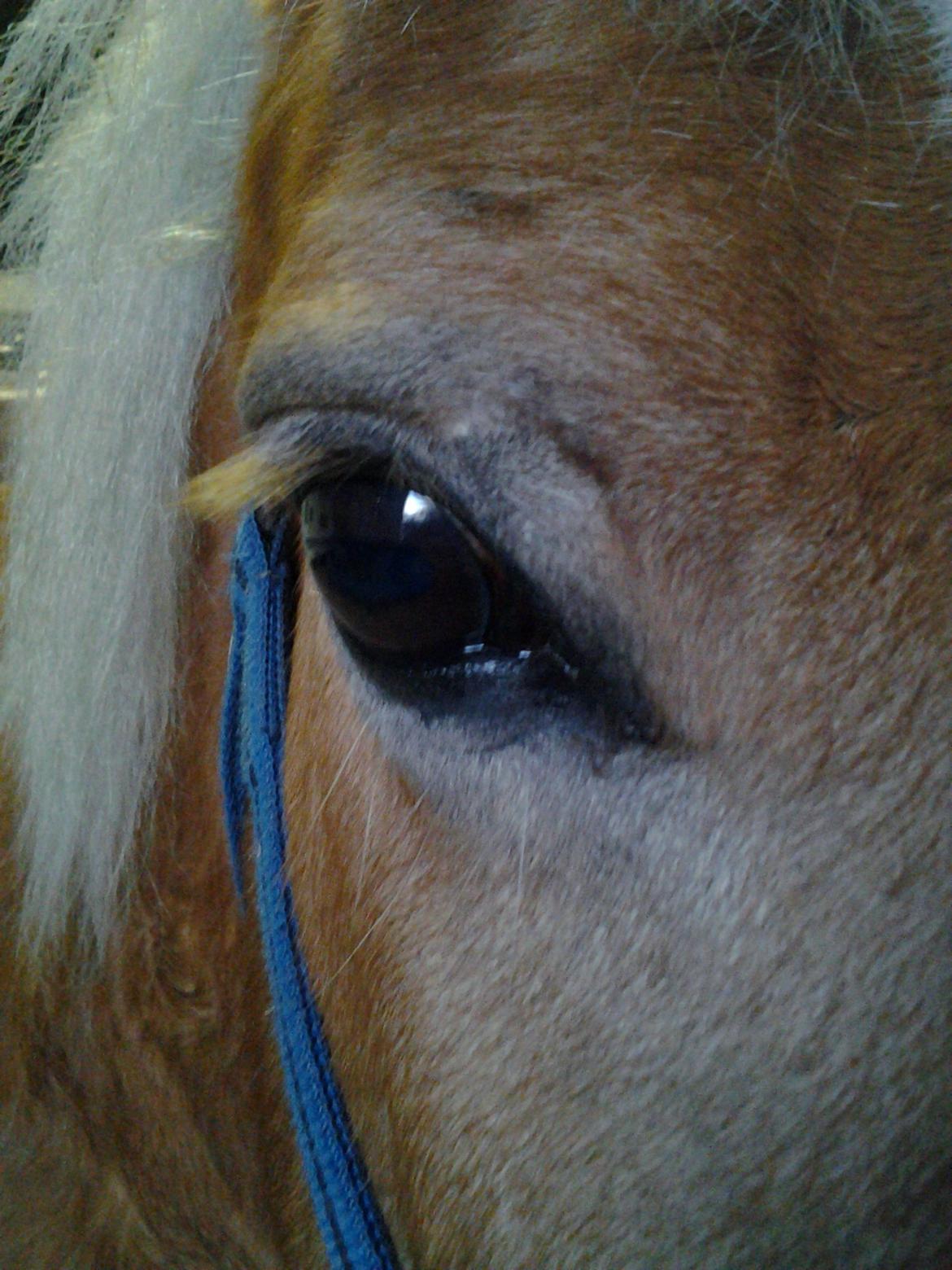 Haflinger Stald Gammel Lys' Ayla - Ayla´s smukke øje billede 10