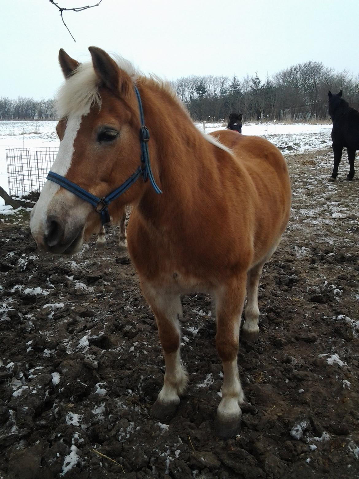 Haflinger Stald Gammel Lys' Ayla - Ayla på fold billede 12