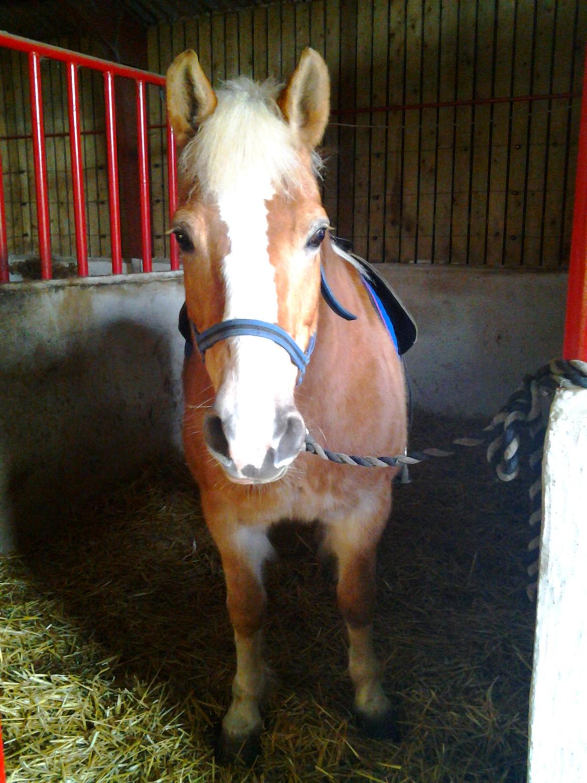 Haflinger Stald Gammel Lys' Ayla billede 14
