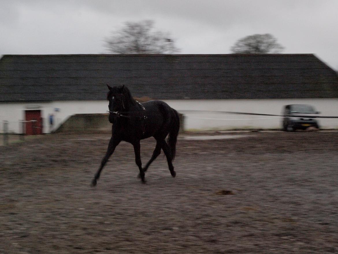 Dansk Varmblod LUTHERS TEQUILA SUNRISE - Sunny i longen d. 06/01 - 2013 billede 3