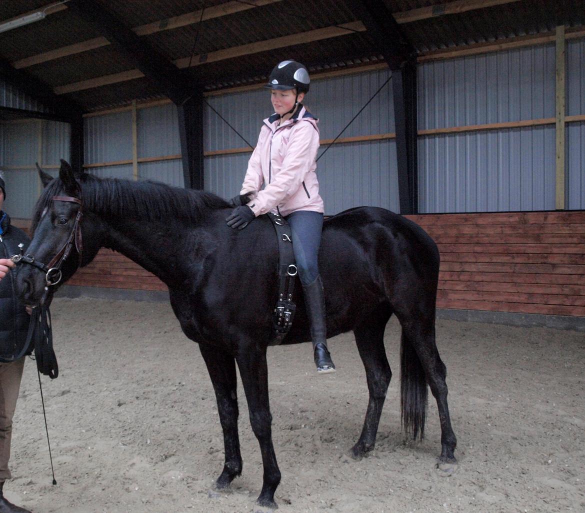 Dansk Varmblod LUTHERS TEQUILA SUNRISE - Første gang, jeg er oppe at sidde på ham  billede 10