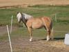 Haflinger Fiona solgt [Tidl. hest]