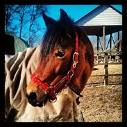 Welsh Pony af Cob-type (sec C) Flicka 