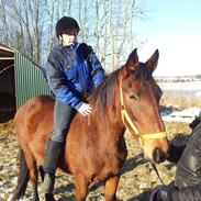 Anden særlig race carisma (tidligere hest)