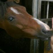 Hollandsk Sportspony Coco Djambo<3