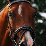 Hollandsk Sportspony Coco Djambo<3