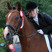 Hollandsk Sportspony Coco Djambo<3
