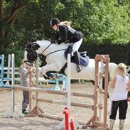 Irsk Sportspony Dublin