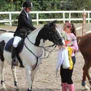 Irsk Sportspony Dublin