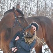 Dansk Varmblod Sarup's Copy Cat