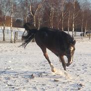 Dansk Varmblod højmarkens rafael