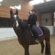 Dansk Varmblod højmarkens rafael