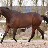 Arabisk fuldblod (OX) Atlas (alleballe)
