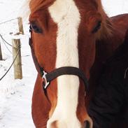 Anden særlig race Rapido