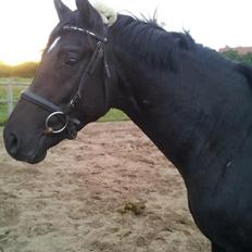 Dansk Varmblod skywalker