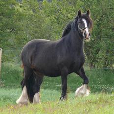 Irish Cob Lærkegaardens Sweetie