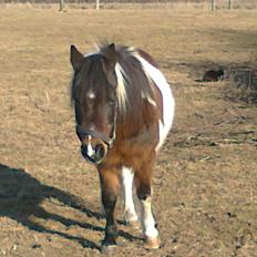 Pinto Musse (bliver til daglig kaldt Rose)