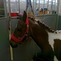 Pinto Musse (bliver til daglig kaldt Rose)