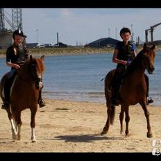 Tysk Sportspony Patricia