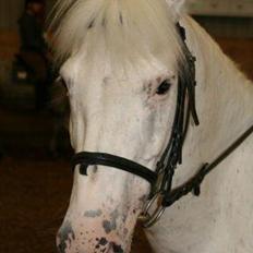 Anden særlig race Plet/Pletten [ELEVPONY] red