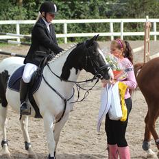 Irsk Sportspony Dublin