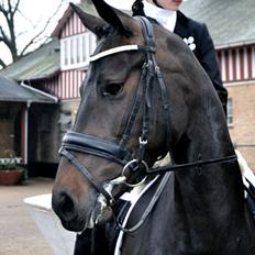 DSP Røgild's Dominique