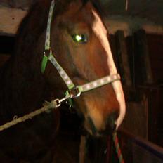 Anden særlig race Calle