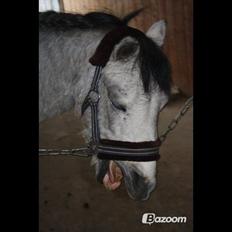 Welsh Mountain (sec A) Gribsvads Mr. Nelson