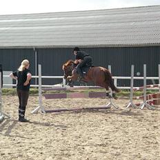 Anden særlig race Papaya