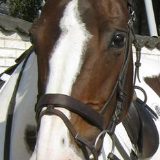 Anden særlig race Maglebjergs Color Girl